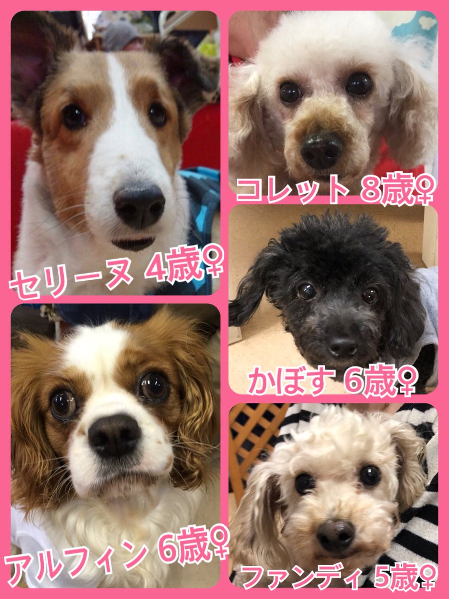 🐾今日の里親様募集中ワンコ🐶メンバーです🐾2019,6,2